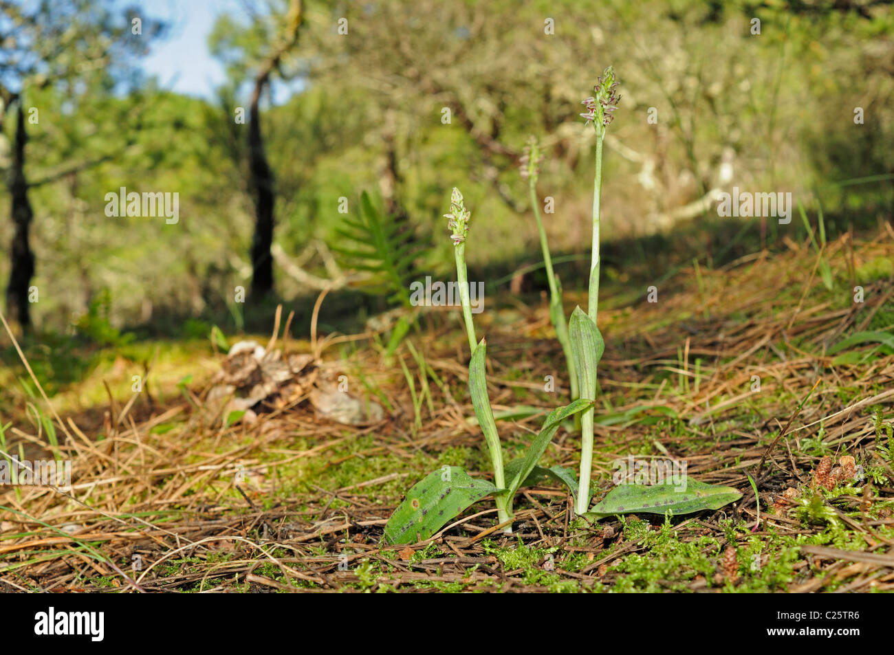 Dense blühenden Orchideen in Sanddünen (Neotinea Maculata) Stockfoto