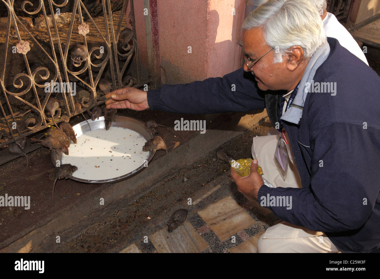 Gläubigen gibt Nahrung an Ratten, am Karni Mata Tempel in Deshnoke, Bikaner, Rajasthan, Indien Stockfoto