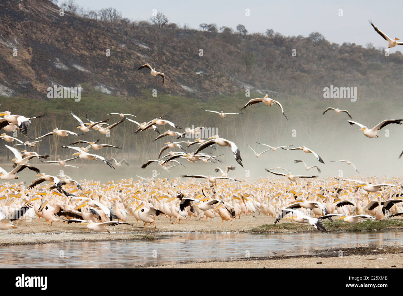 Pelikane fliegen über Lake Nakuru, Kenia, Afrika Stockfoto