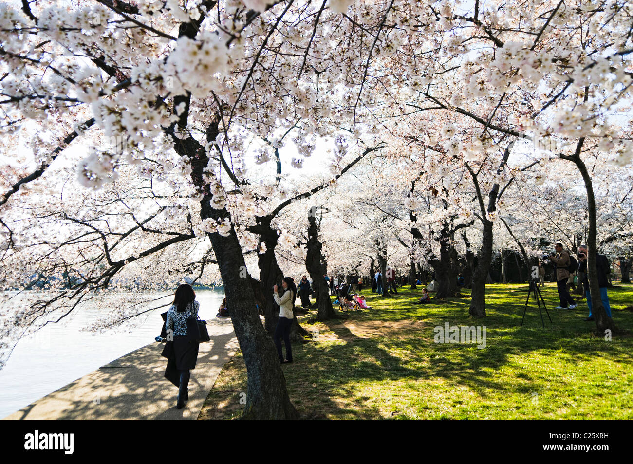 WASHINGTON DC, USA – Toruisten wandern während der Kirschblüte 2011 am Ufer des Tidal Basin entlang. Mit ihren flauschigen weißen und rosa Blüten werden die Kirschblüten jedes Frühjahr zu einem beliebten Touristenattraktion. Stockfoto