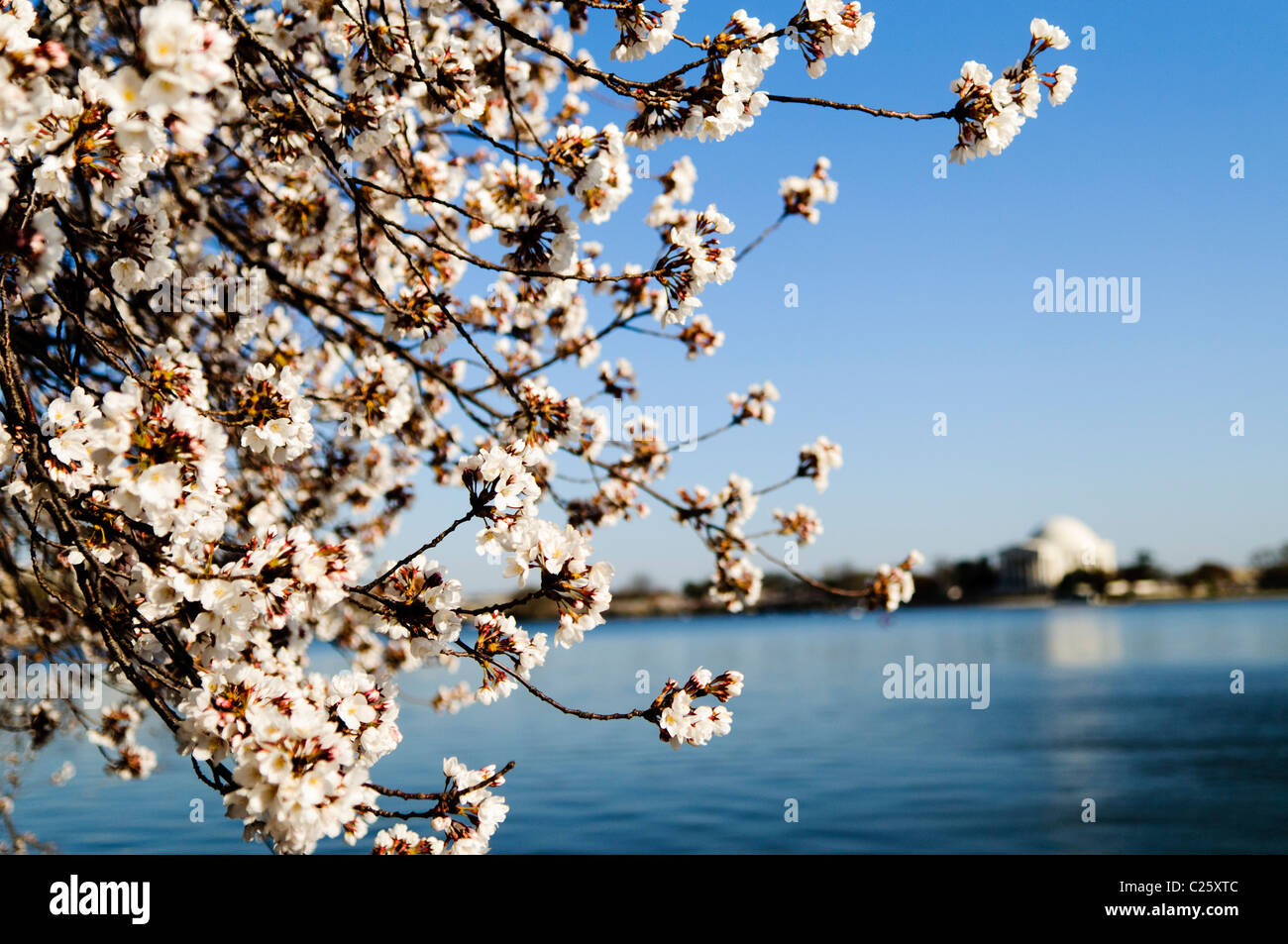 Kirschblüten mit dem Jefferson Memorial in Washington DC | WASHINGTON D.C., Vereinigte Staaten — Weiße Kirschblüten stürzen sich über das Tidal Basin, während das Jefferson Memorial schwach über das Wasser aufragt, fotografiert während der Blütezeit 2011. Die Bäume gehören zu Washingtons Kirschsammlung, die von einem Geschenk von 3.020 Bäumen aus Tokio aus dem Jahr 1912 abstammt, und werden jeden Frühling auf dem National Cherry Blossom Festival gefeiert. Stockfoto