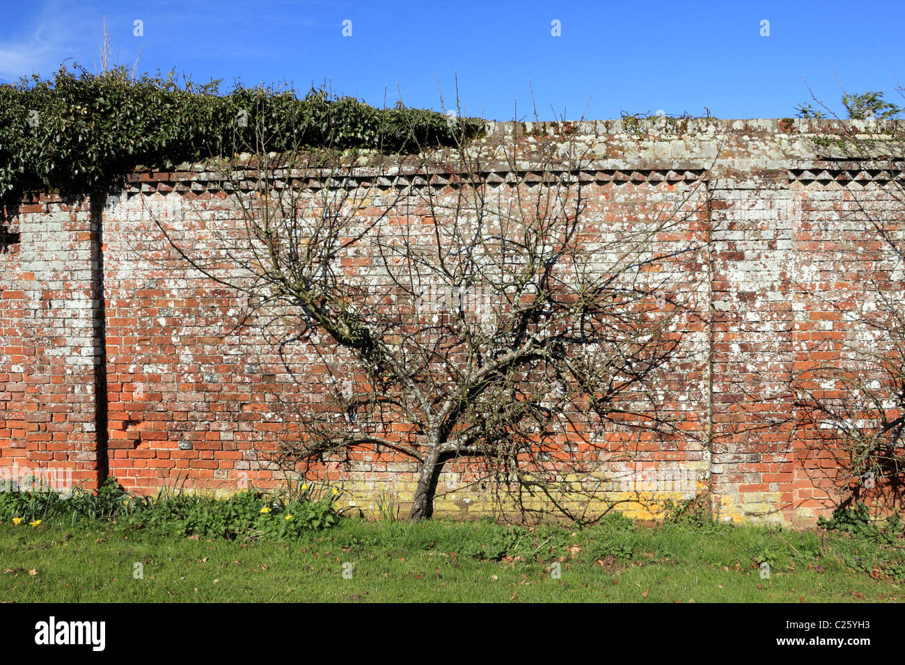 Obstbaum wächst gegen alte Mauer, Surrey England UK Stockfoto