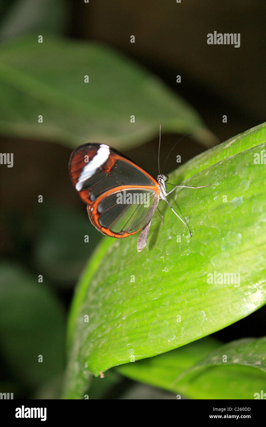 Glasswing Butterfly Greta Oto ist ein Pinsel leichtfüßig Schmetterling mit durchsichtigen Flügeln in Wisley Gewächshaus Surrey England UK Stockfoto