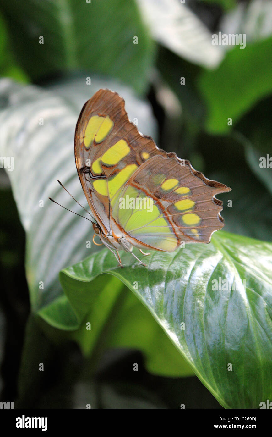 Siproeta Stelenes umgangsprachlich Malachit Schmetterling in Wisley Gewächshaus Surrey England UK Stockfoto