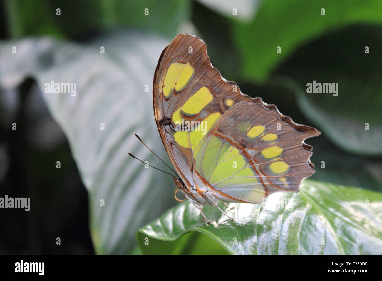 Siproeta Stelenes umgangsprachlich Malachit Schmetterling in Wisley Gewächshaus Surrey England UK Stockfoto