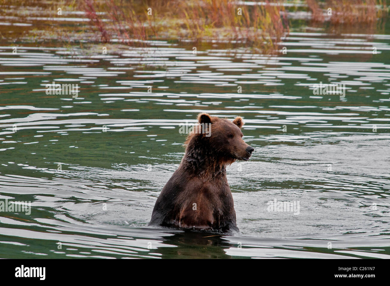 Grizzly Bär, Ursus Arctos Horriblis, Brooks River, Katmai Nationalpark, Alaska, USA Stockfoto