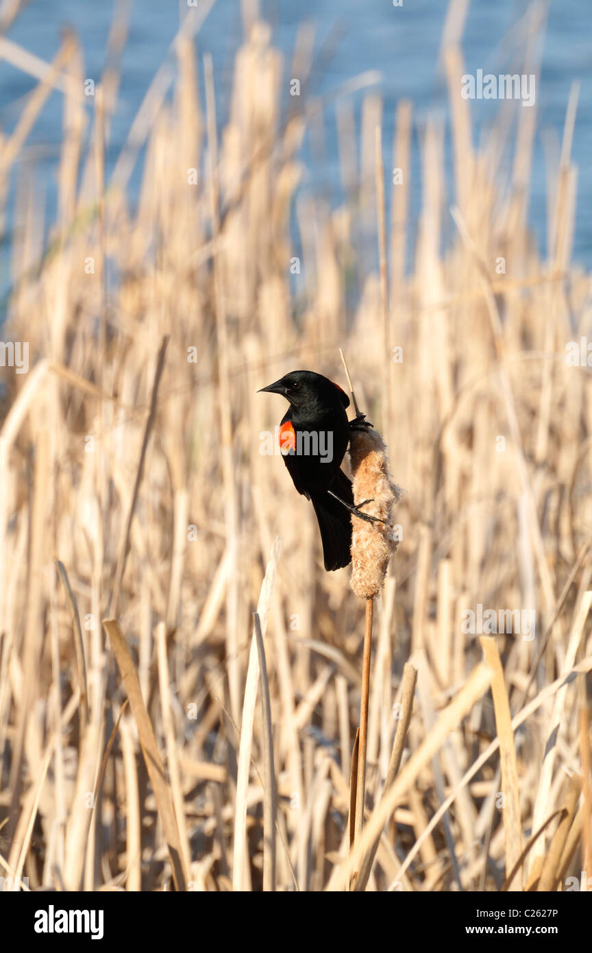 Rot geflügelte schwarze Vogel singen Stockfoto