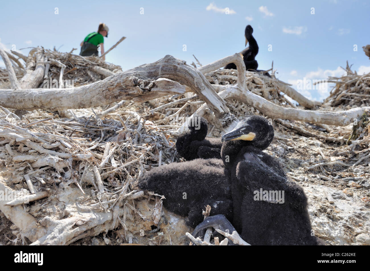 Doppelte Crested Kormoran Nest Stockfoto