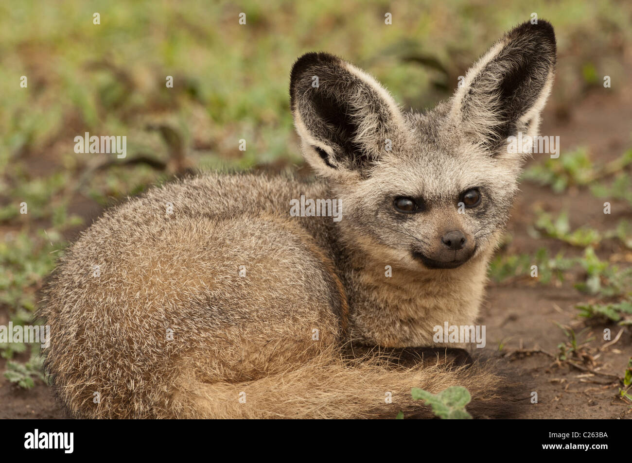 Stock Foto Nahaufnahme von einem Hieb-eared Fuchs zusammengerollt, ruhen. Stockfoto