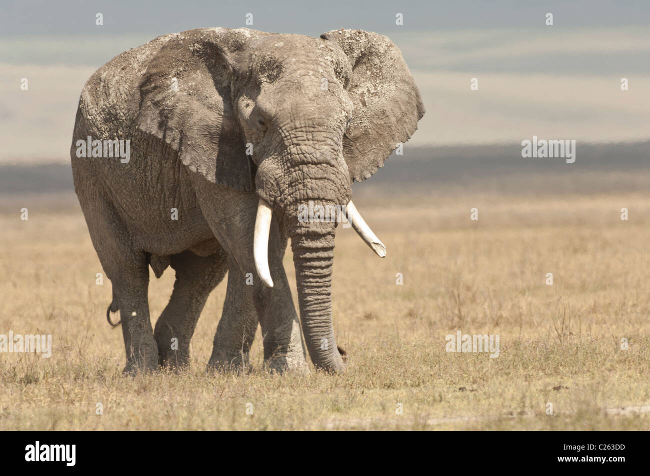 Stock Foto eines afrikanischen Elefanten zu Fuß über die kurze Grasebenen der Ngorongoro Crater. Stockfoto