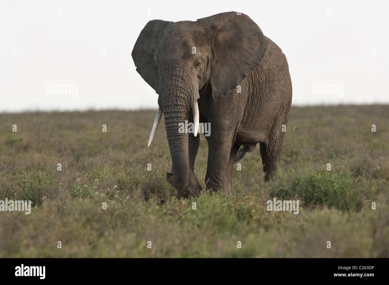 Stock Foto eines afrikanischen Elefanten zu Fuß über die kurze Grasebenen der Ngorongoro Conservation Area. Stockfoto