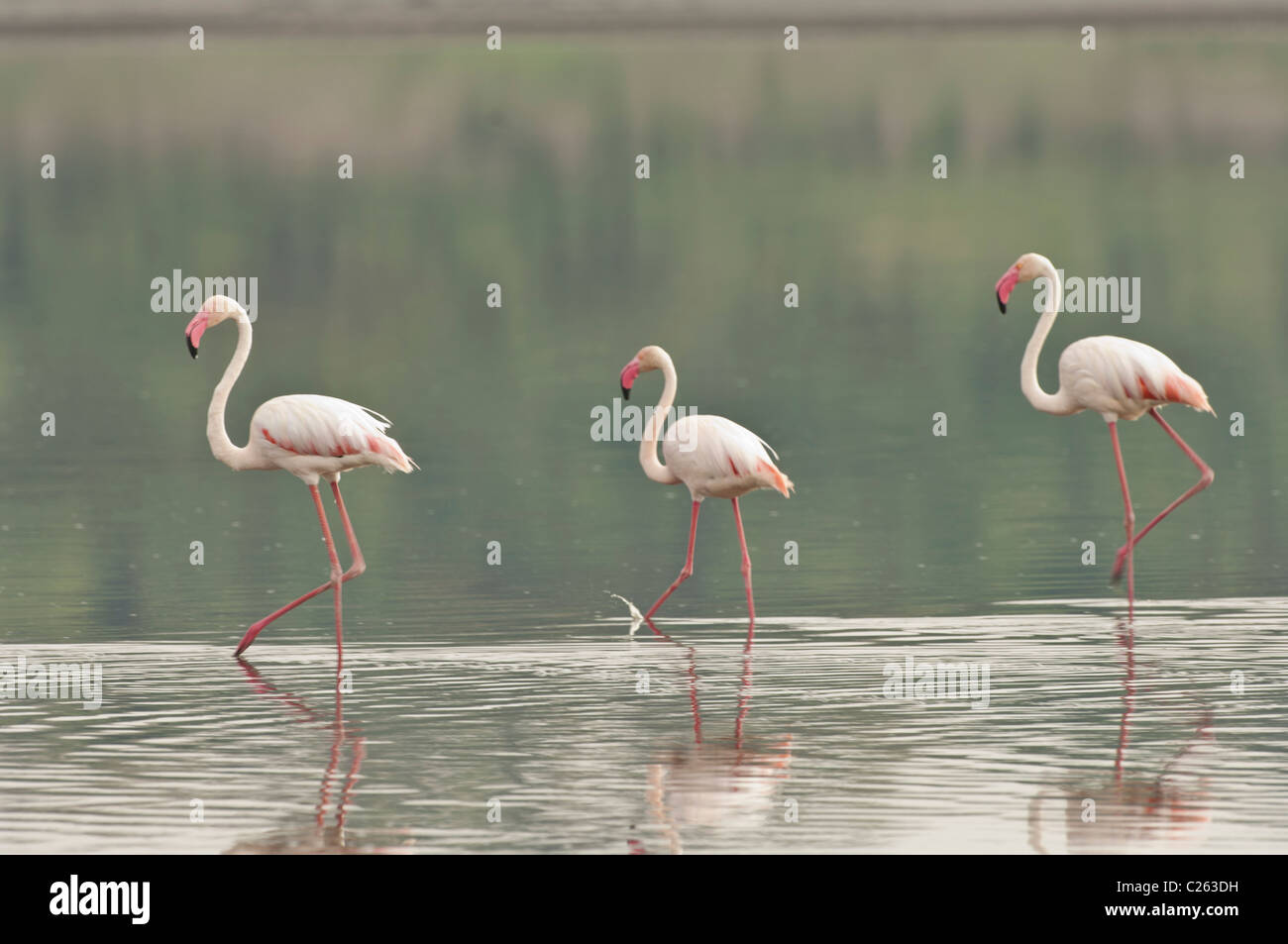 Stock Foto von drei Fuß über Lake Ndutu Rosaflamingos. Stockfoto