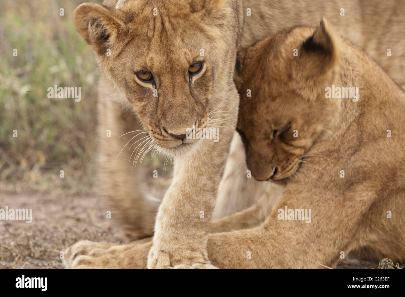Stock Foto ein Löwenjunges reiben weiter zu einem anderen beim Vorbeigehen, Gruß Verhalten anzeigen. Stockfoto