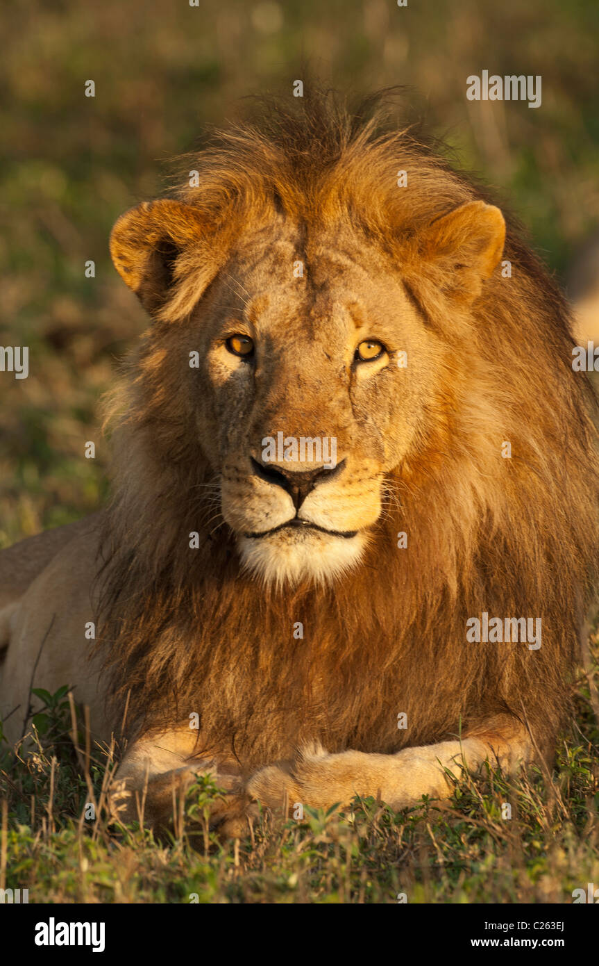 Stock Foto von einem großen männlichen Löwen im goldenen Licht des Sonnenaufgangs. Stockfoto