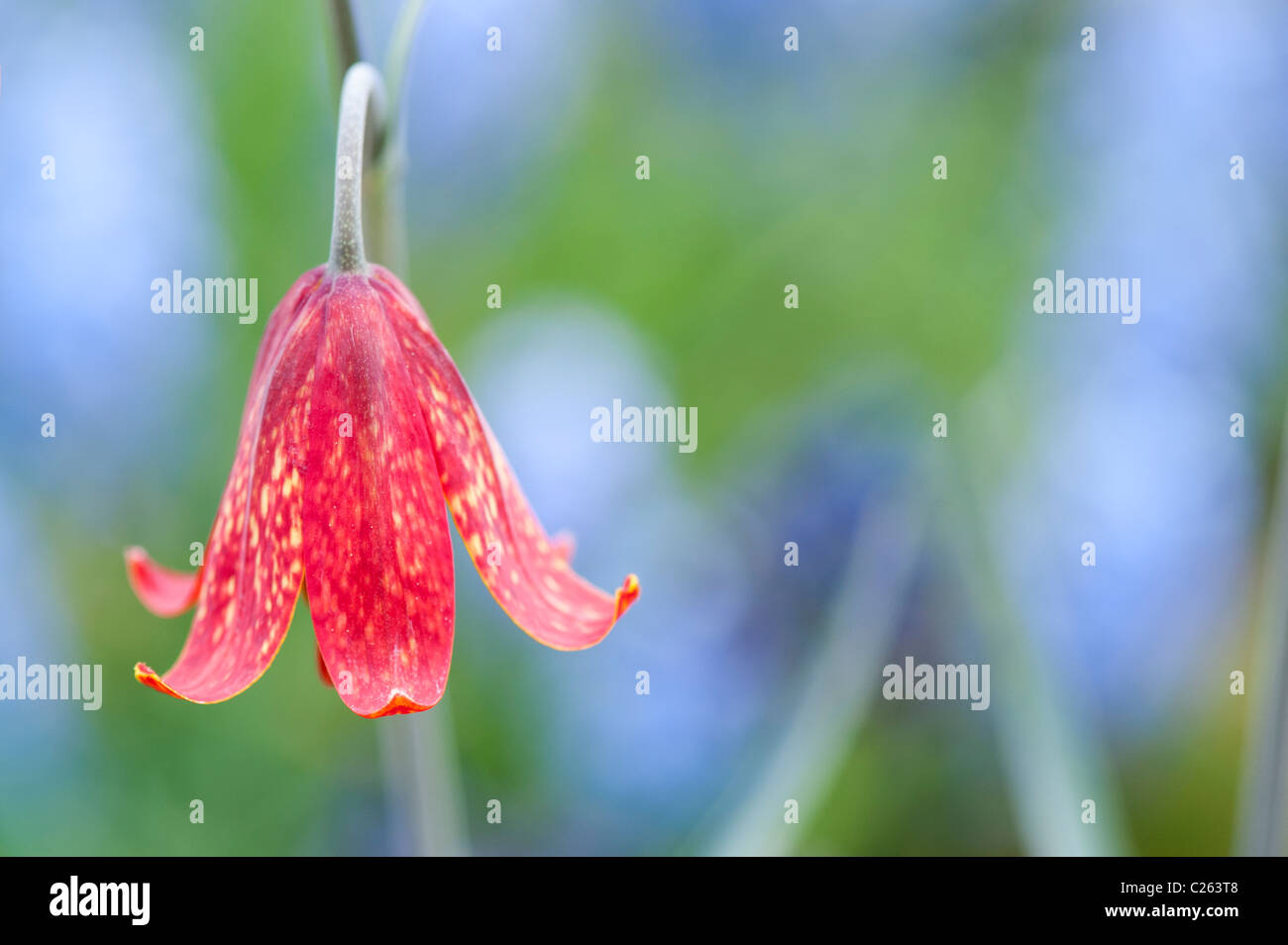 Fritillaria Gentneri. Gentners Fritillary Blume Stockfoto