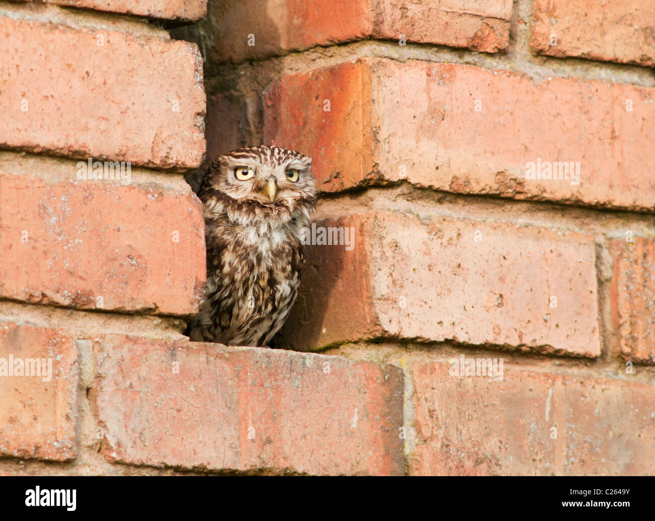 Wilde Steinkauz (Athene Noctua) thront vor rotem Backstein-Scheune Stockfoto