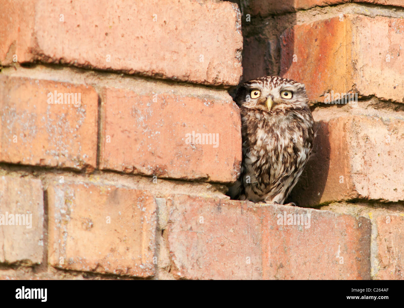 Wilde Steinkauz (Athene Noctua) thront vor rotem Backstein-Scheune Stockfoto