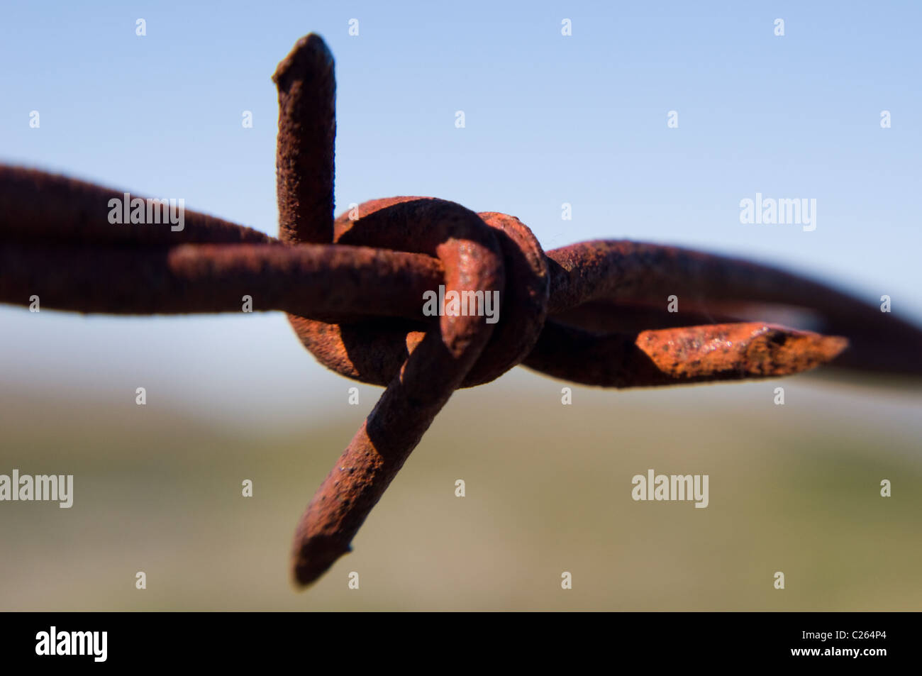 Nahaufnahme von rostigen Stacheldraht Widerhaken Stockfoto