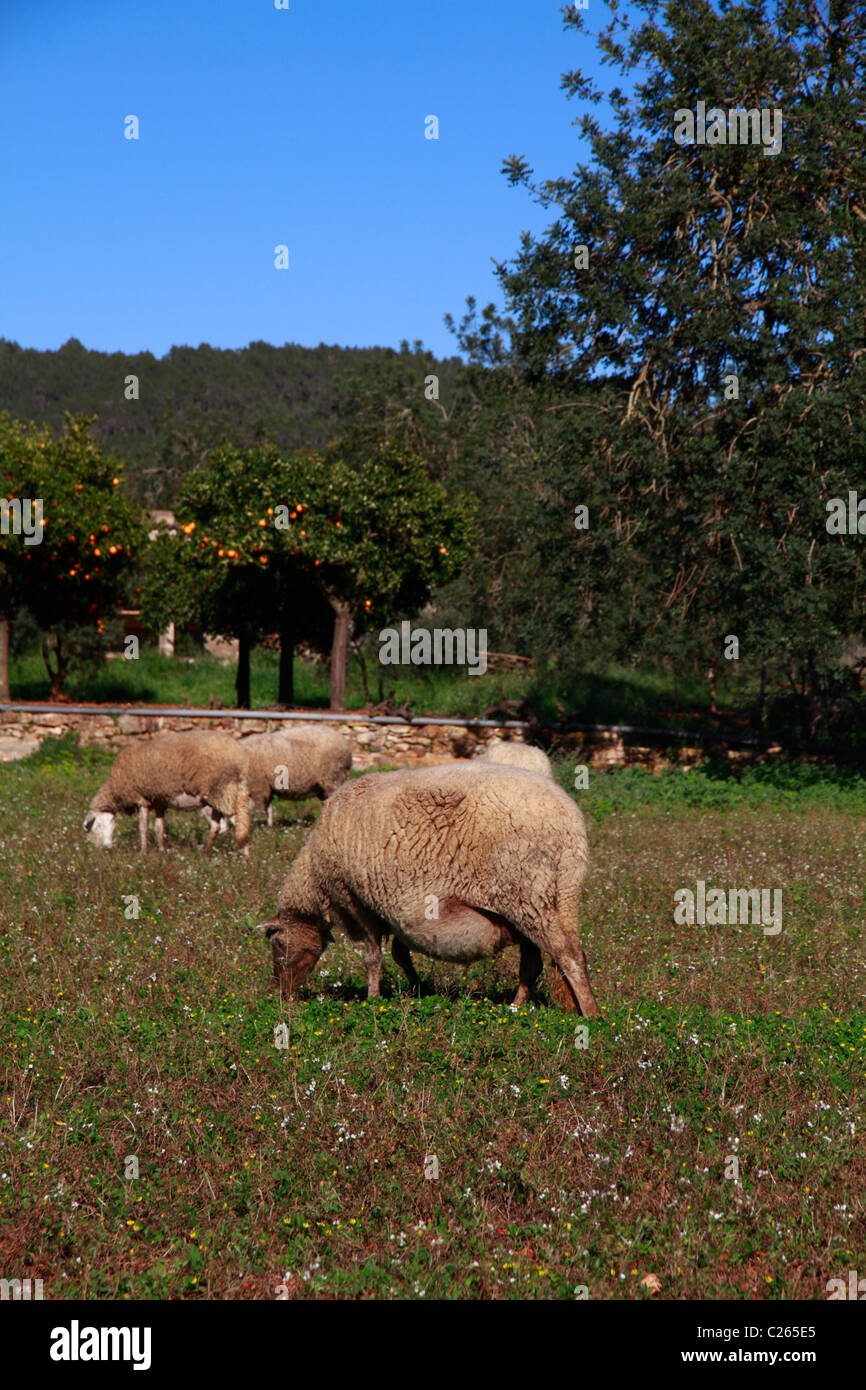 Schwanger Schafbeweidung auf einem Feld Stockfoto
