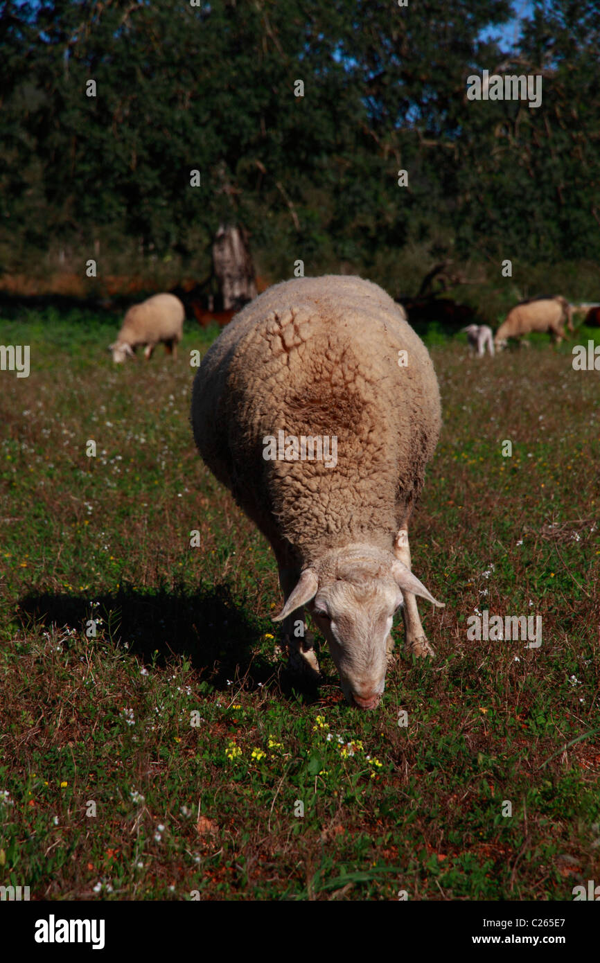 Schwanger Schafbeweidung auf einem Feld Stockfoto