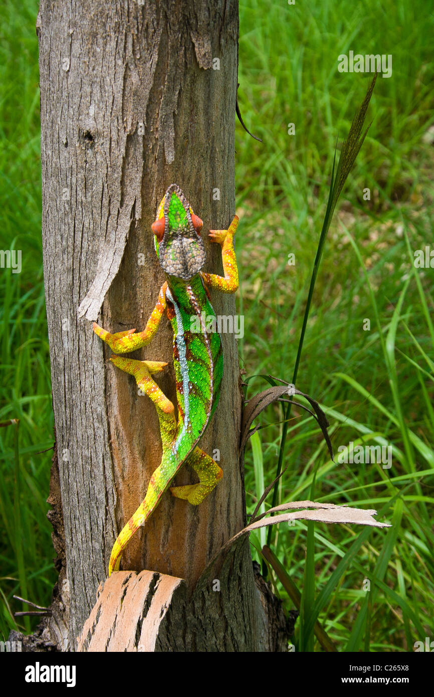 Pantherchamäleon, endemische aus Madagaskar Stockfoto