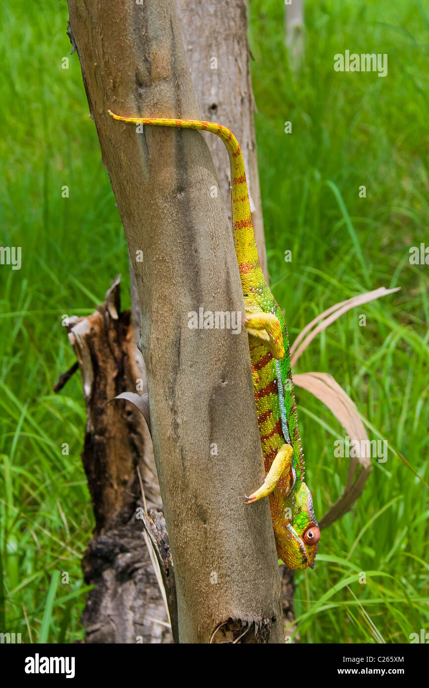 Pantherchamäleon, endemische aus Madagaskar Stockfoto