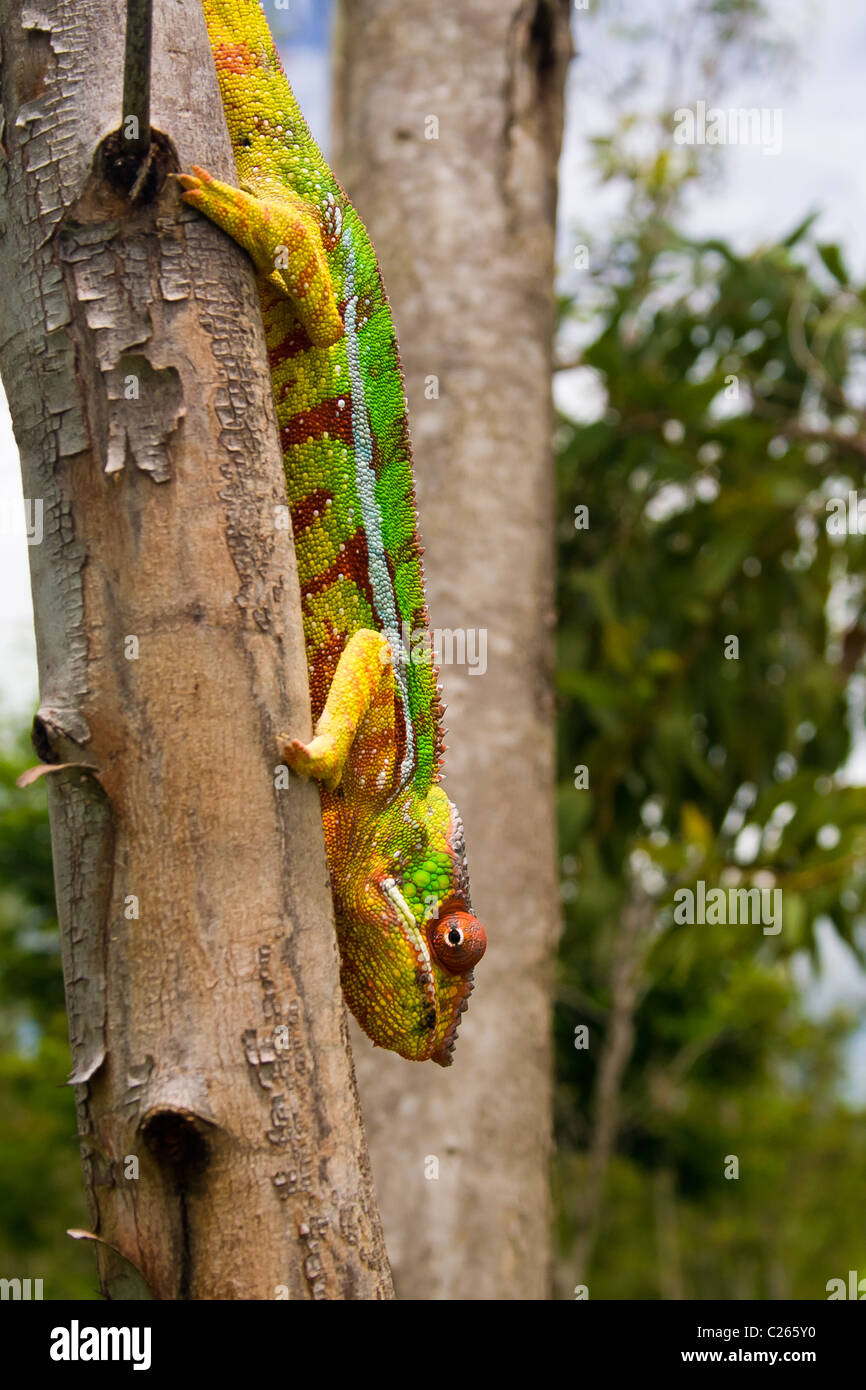 Pantherchamäleon, endemische aus Madagaskar Stockfoto