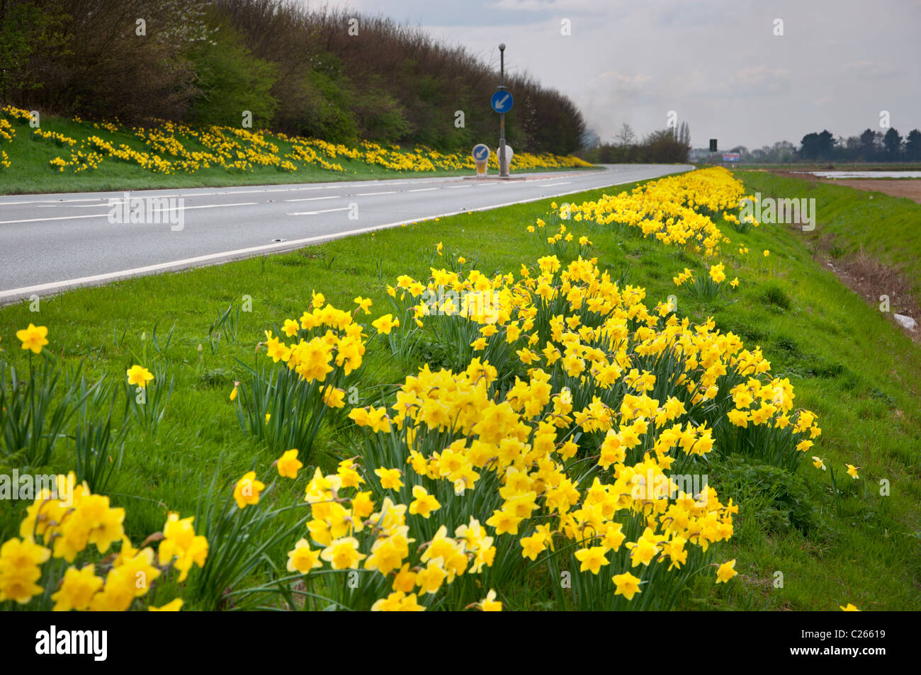 Narzissen am Straßenrand Gras Grenzen Holbeach Lincolnshire Stockfoto