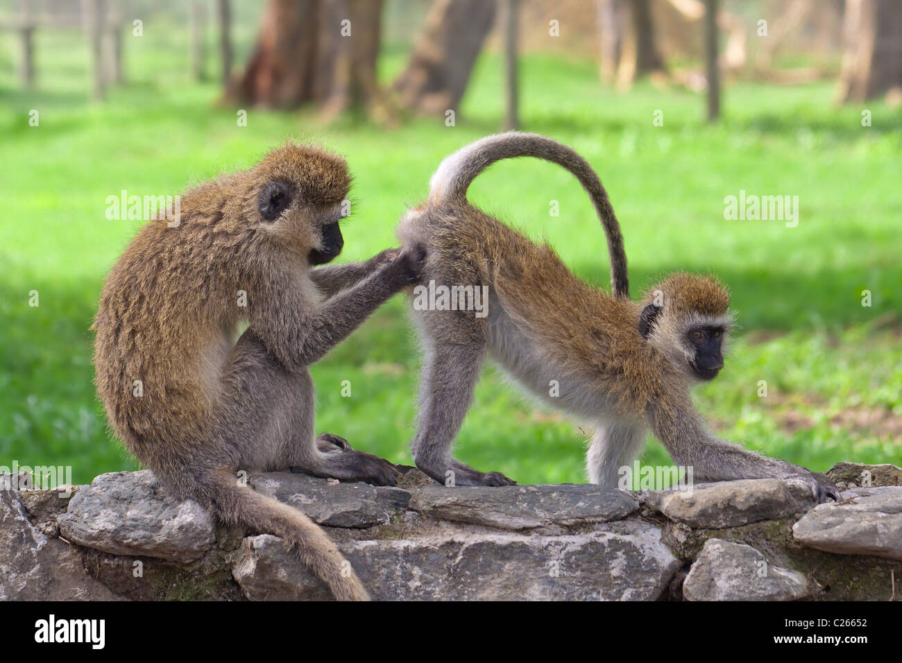 Zwei Affen in der afrikanischen Savanne Stockfoto