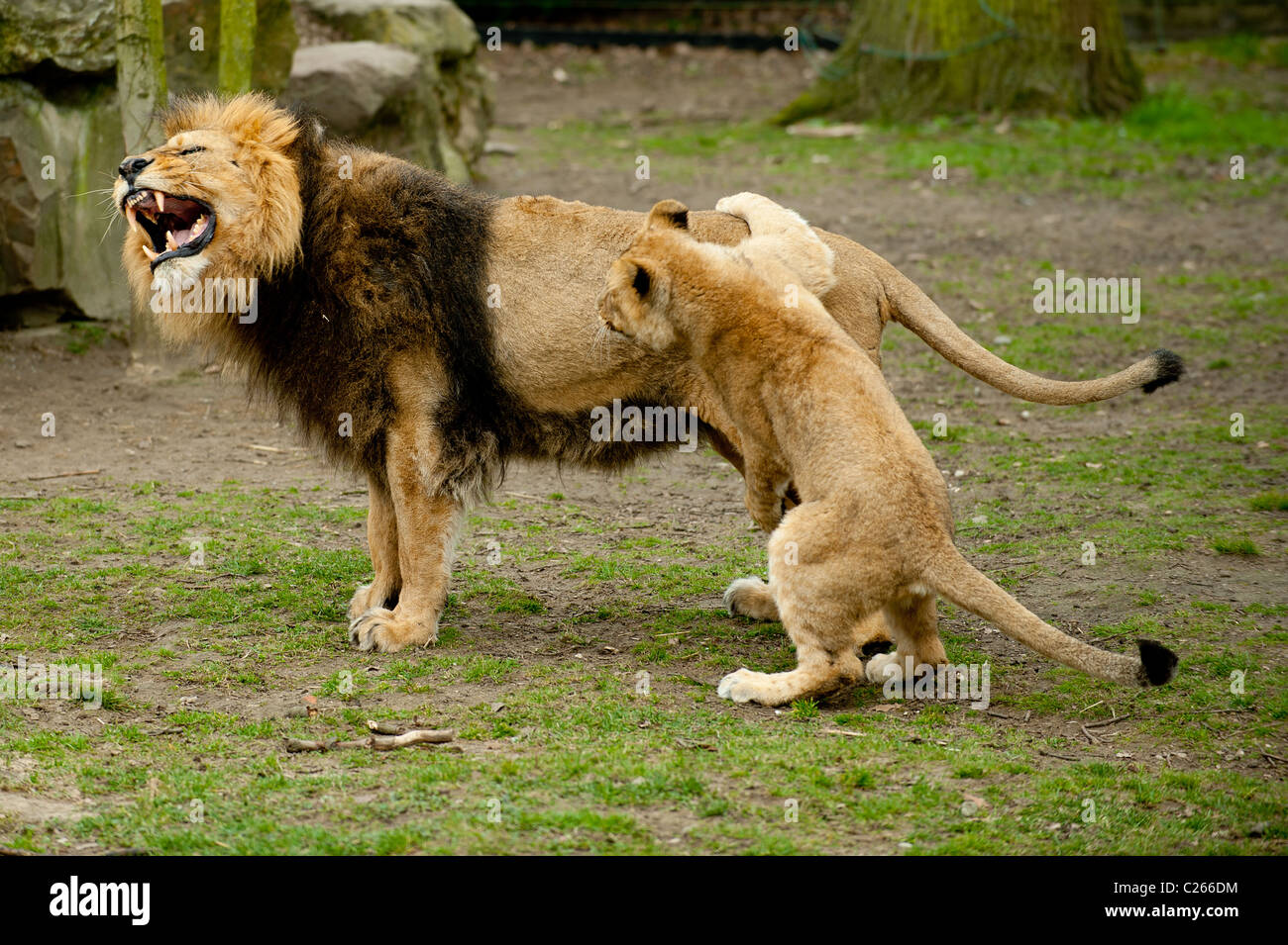 Löwen spielen im zoo Stockfoto