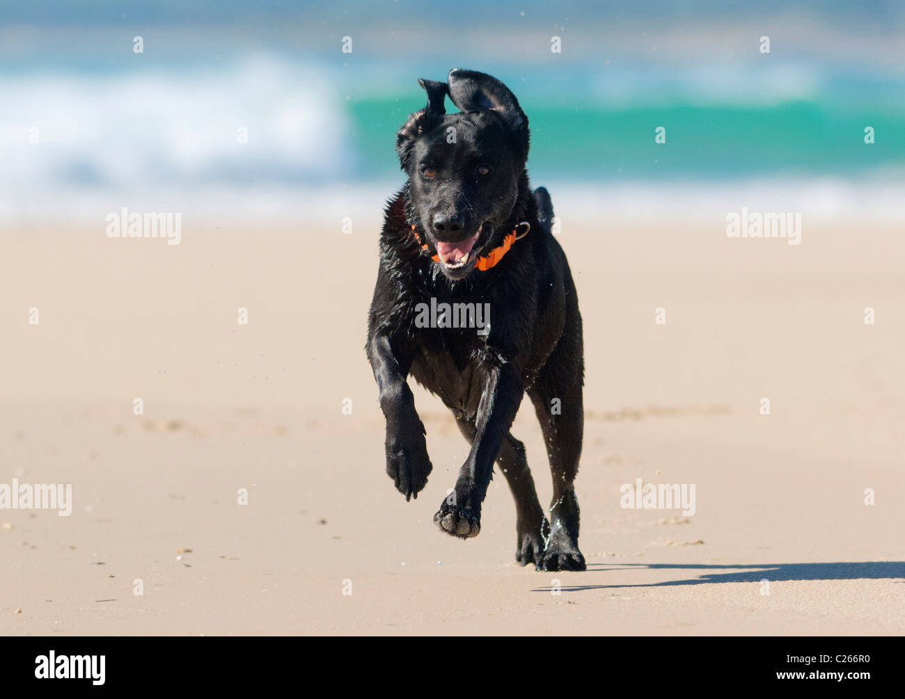 Passen Sie Labrador entlang des Strandes. Stockfoto