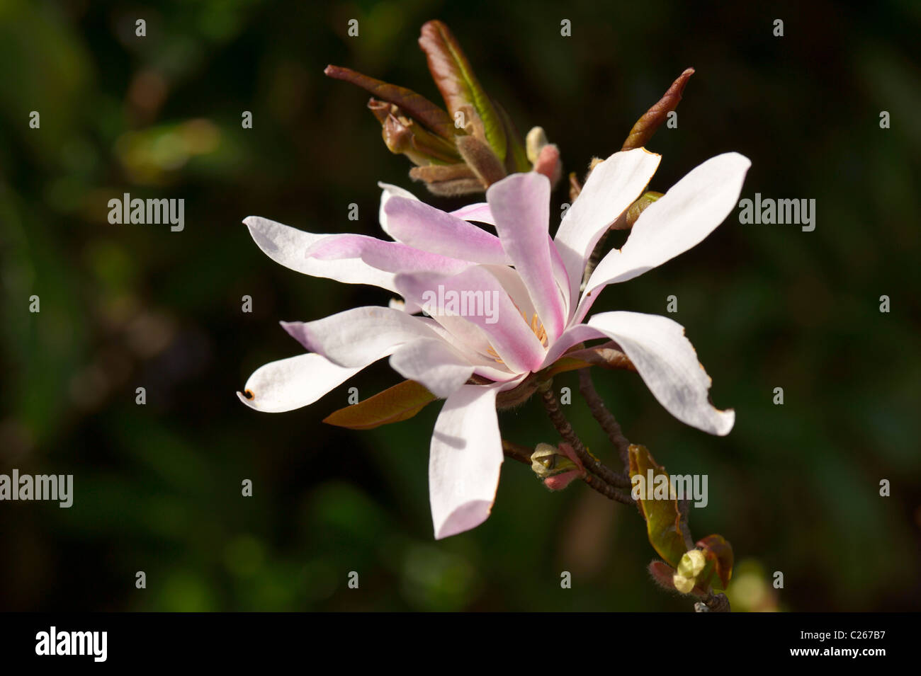 Blühende Magnolie (Familie Magnoliaceae), Mitteleuropa Stockfoto