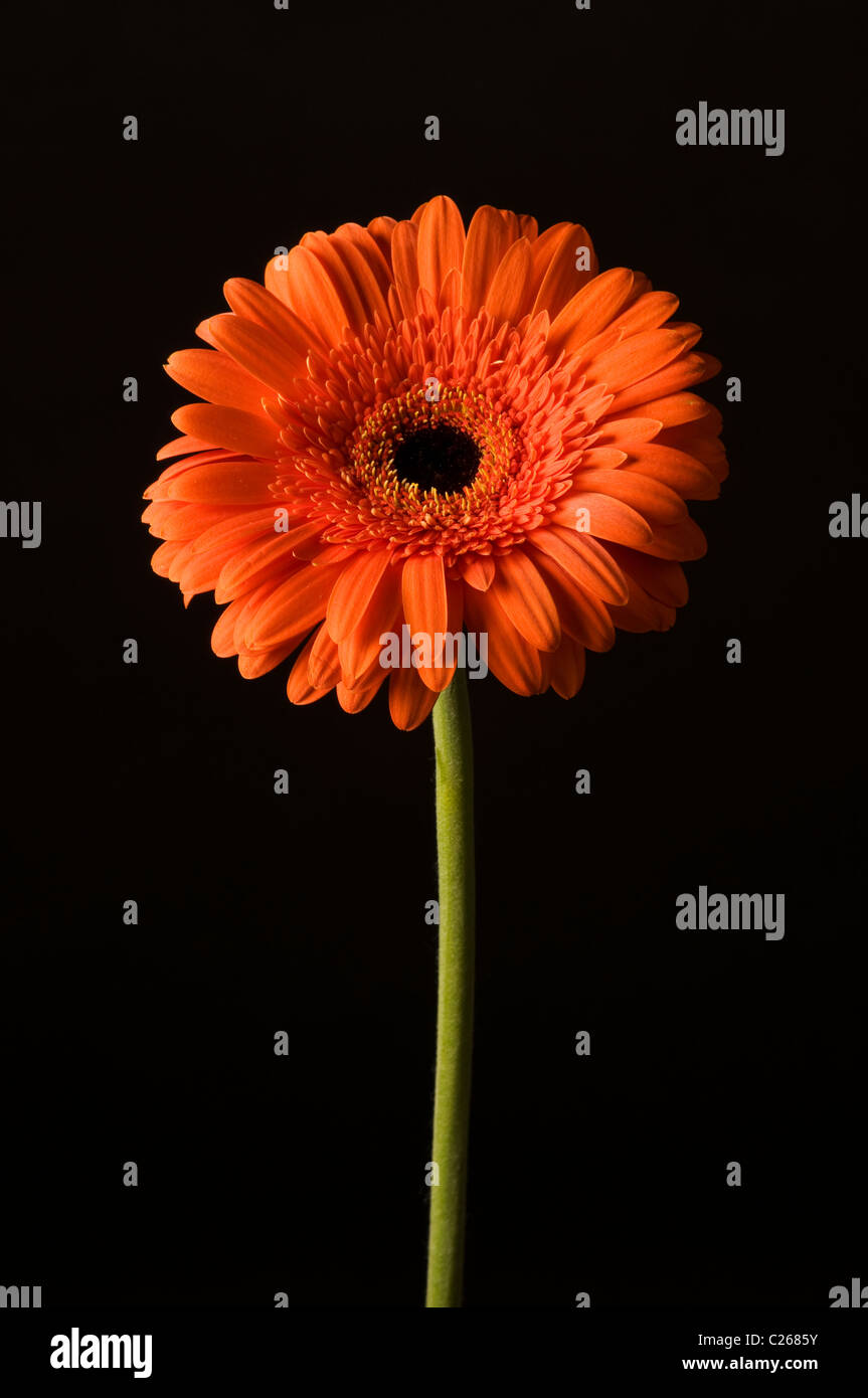 Eine orange Gerbera Blume in Gesamtheit mit Beleuchtung von der Seite. Stockfoto