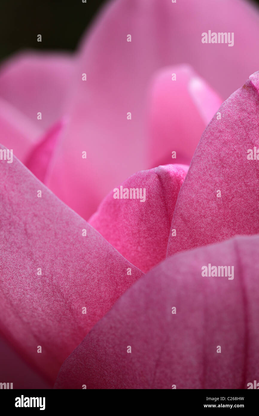 Nahaufnahme der Blütenblätter einer rosa Magnolie, UK Stockfoto