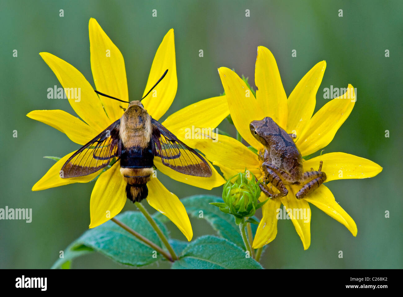 Kolibri Moth Macroglossum Stellatarum & Spring Peeper Frosch Hyla Crucifer auf Woodland Sonnenblume Helianthus Divaricatus E USA Stockfoto