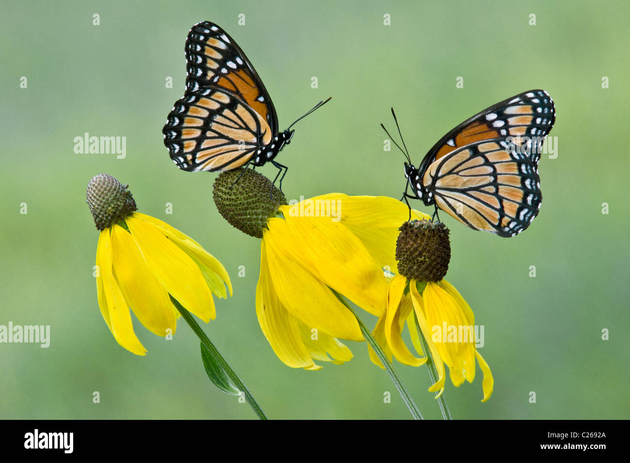 Viceroy-Schmetterling (Limenitis archippus), der sich von Blüten der Graukopfblüte (Ratibida pinnata) ernährt, E USA, von Skip Moody/Dembinsky Photo Assoc Stockfoto