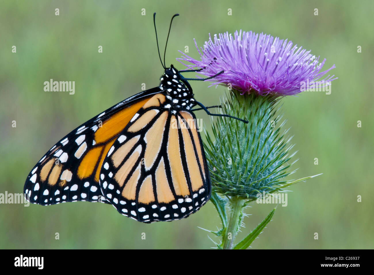 Monarchfalter Danaus Plexippus Fütterung bestäuben Bull Distel Blume Cirsium Vulgare im Osten der USA nectaring Stockfoto
