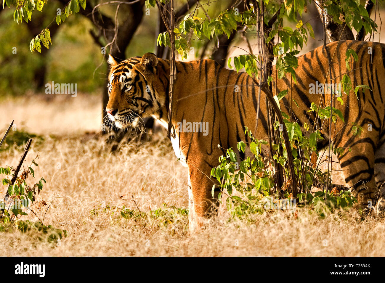 Umzug auf die trockene Gräser des trockenen laubwechselnden Wald von Ranthambore Tiger Tiger reservieren bei Sonnenaufgang Stockfoto