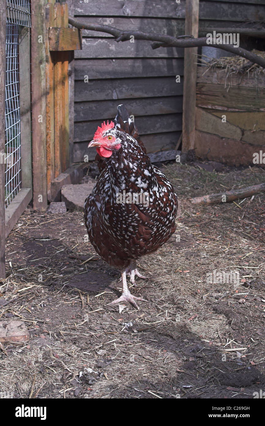 Gesprenkelte Sussex reine Rasse Huhn im Garten. England Stockfoto