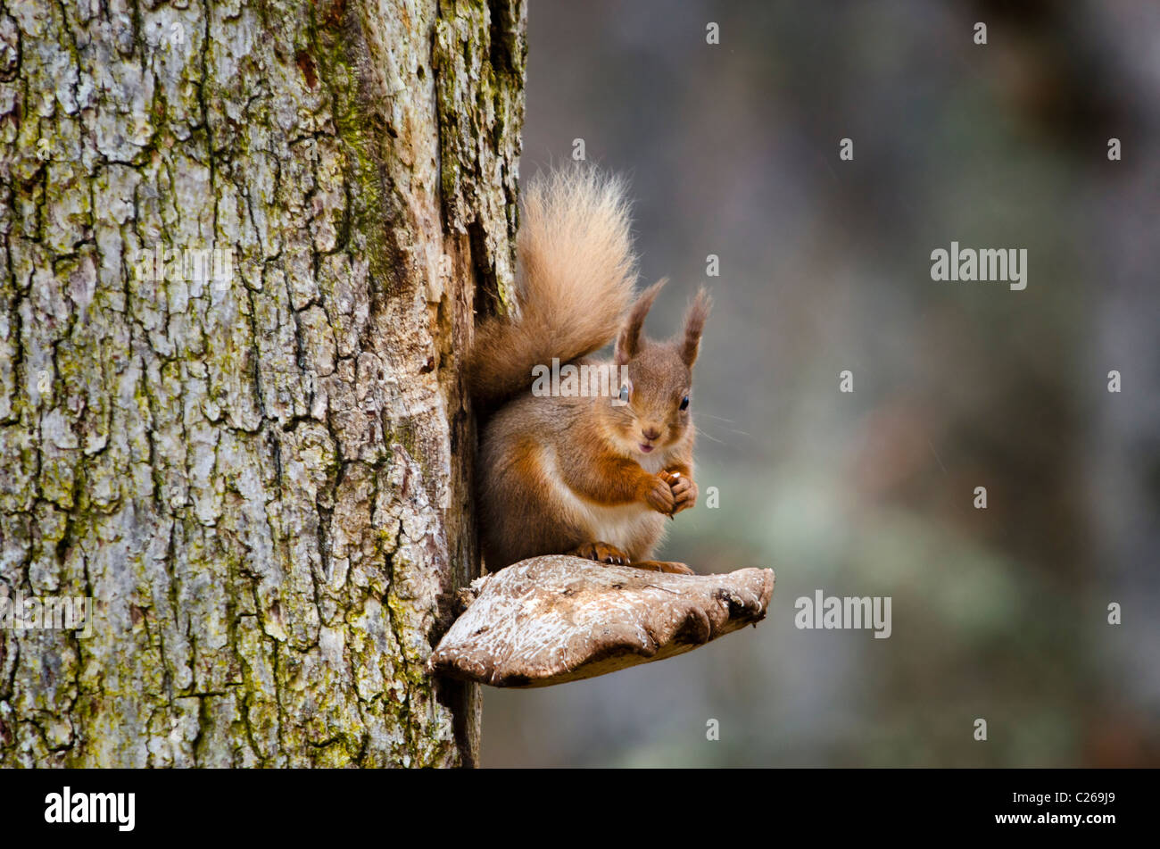 Eichhörnchen thront auf einem Bügel-Pilz. Stockfoto
