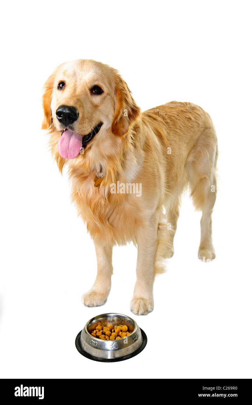Flauschige Golden Retriever Welpe In Viel Grun Im Garten Stockfotografie Alamy