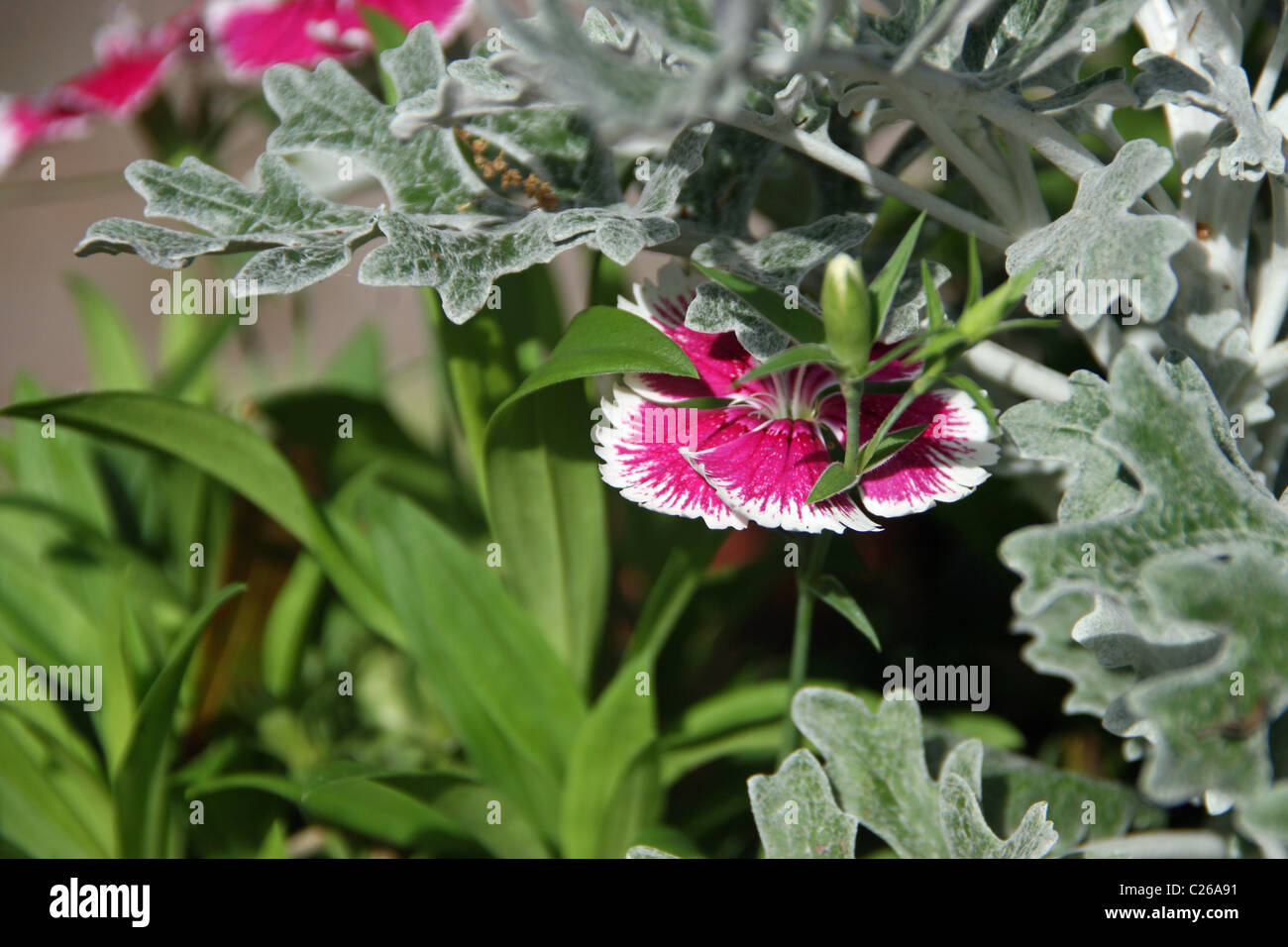 SWEET WILLIAM DIANTHUS BLUME MIT DUSTY MILLER UND GRÜNES LAUB BLÜHEND ROSA BLÜTEN Stockfoto