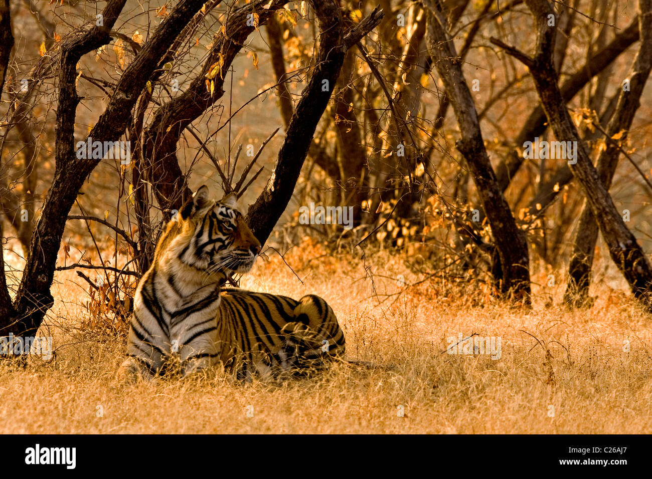 Tiger sitzend auf die trockene Gräser des trockenen laubwechselnden Wald von Ranthambore Tigers behalten bei Sonnenaufgang Stockfoto