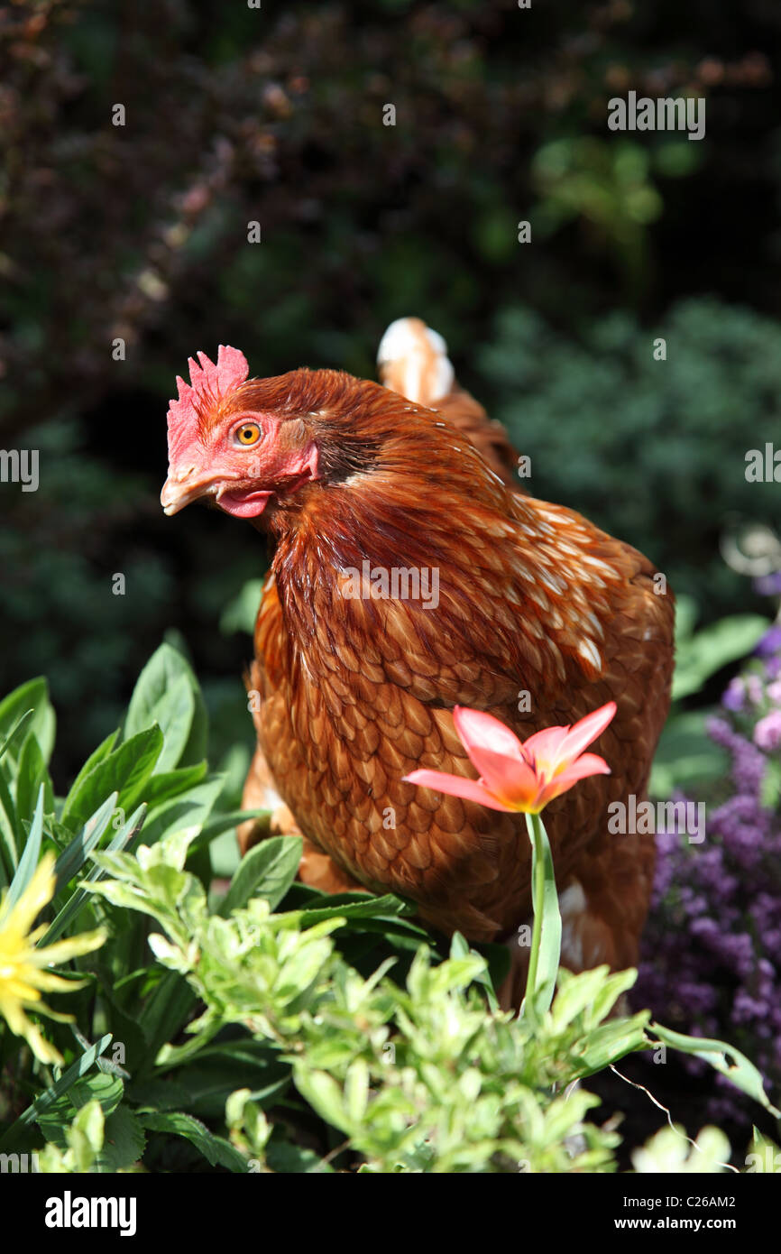 Eine Freilandhaltung Henne in einem Garten in Großbritannien. Stockfoto