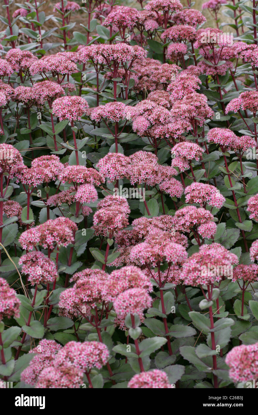 Auffällige Fetthenne Matrona oder Matrona Fetthenne, Telephium 'Matrona', Crassulaceae. Eine rosa Sedum-Sorte. Auch bekannt als Iceplant. Stockfoto