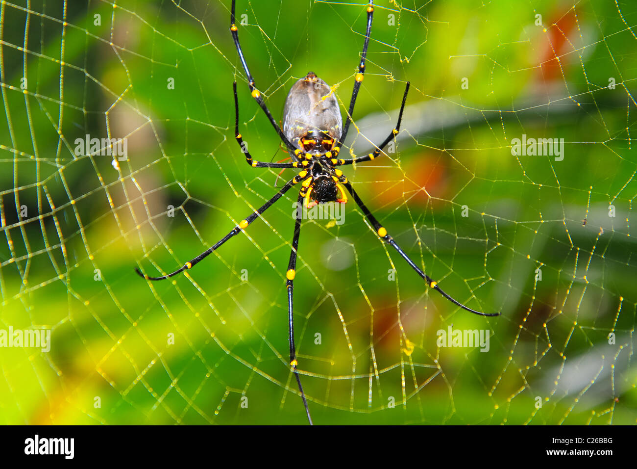 pics Golden Orb Spider South Australia golden orb spider stockfotos und