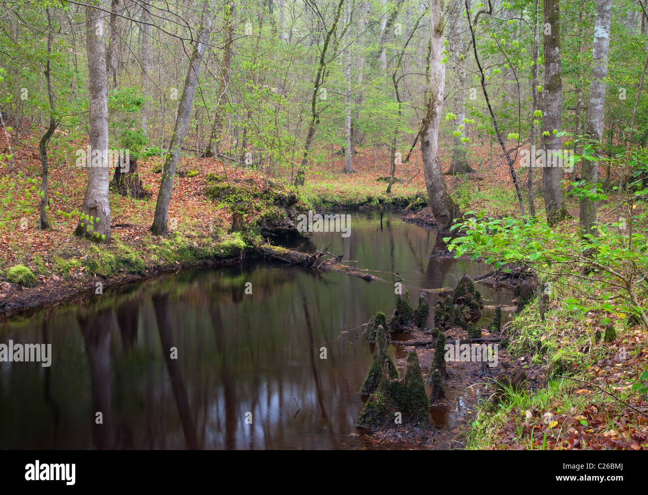 Island Creek, Croatan National Forest, North Carolina Stockfoto