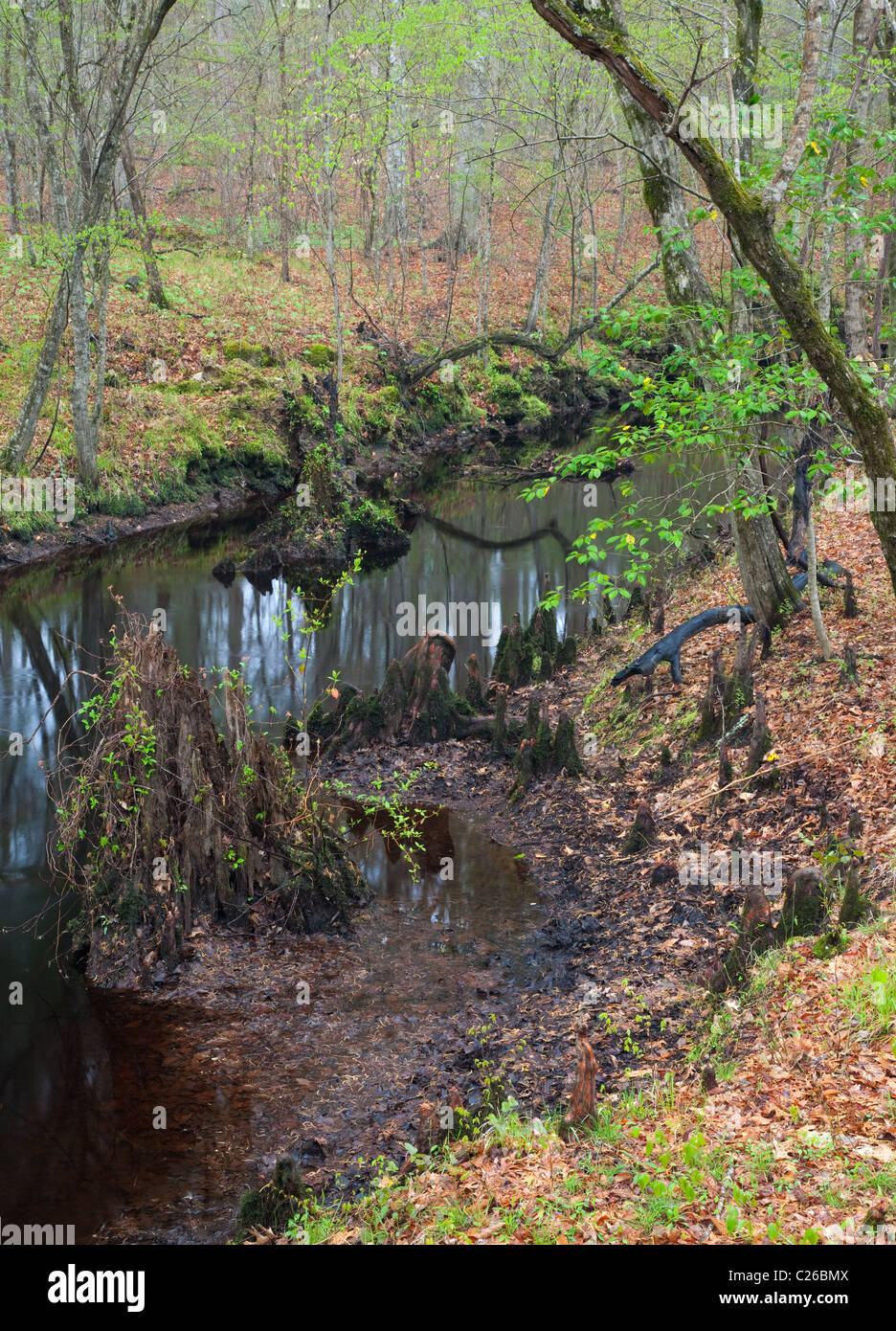 Island Creek, Croatan National Forest, North Carolina Stockfoto