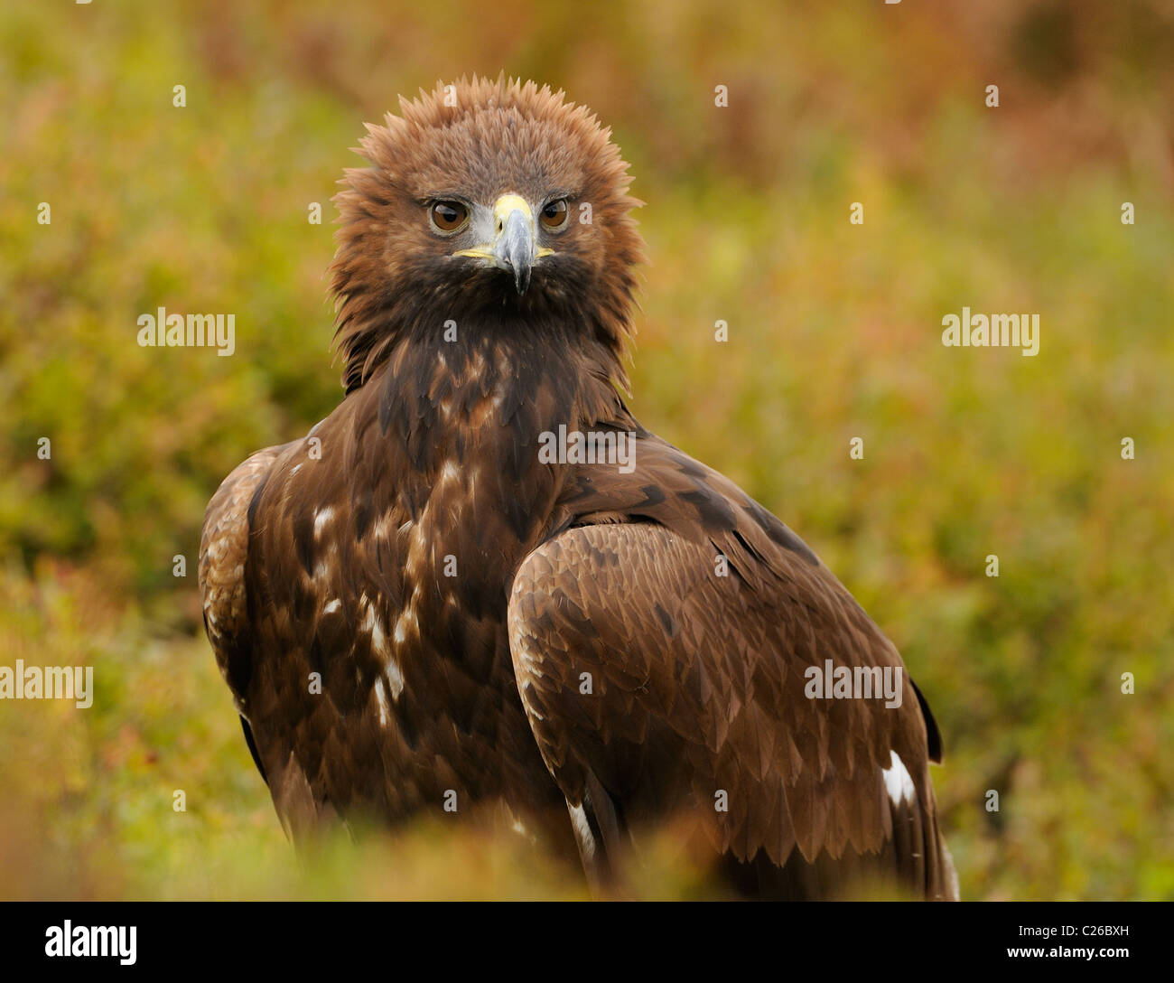 Steinadler in der Mitte Herbst farbige Vegetation Angeberei sein stolz oder Wut durch das Aufstellen von der Krone der Federn Stockfoto