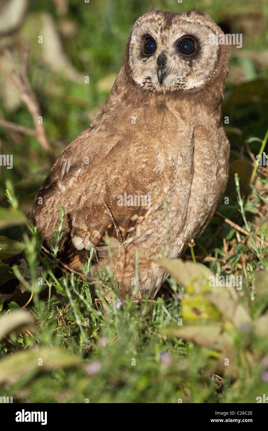 Stock Foto einer afrikanischen Marsh Eule sitzt in der Bürste in die frühen Morgenstunden. Stockfoto